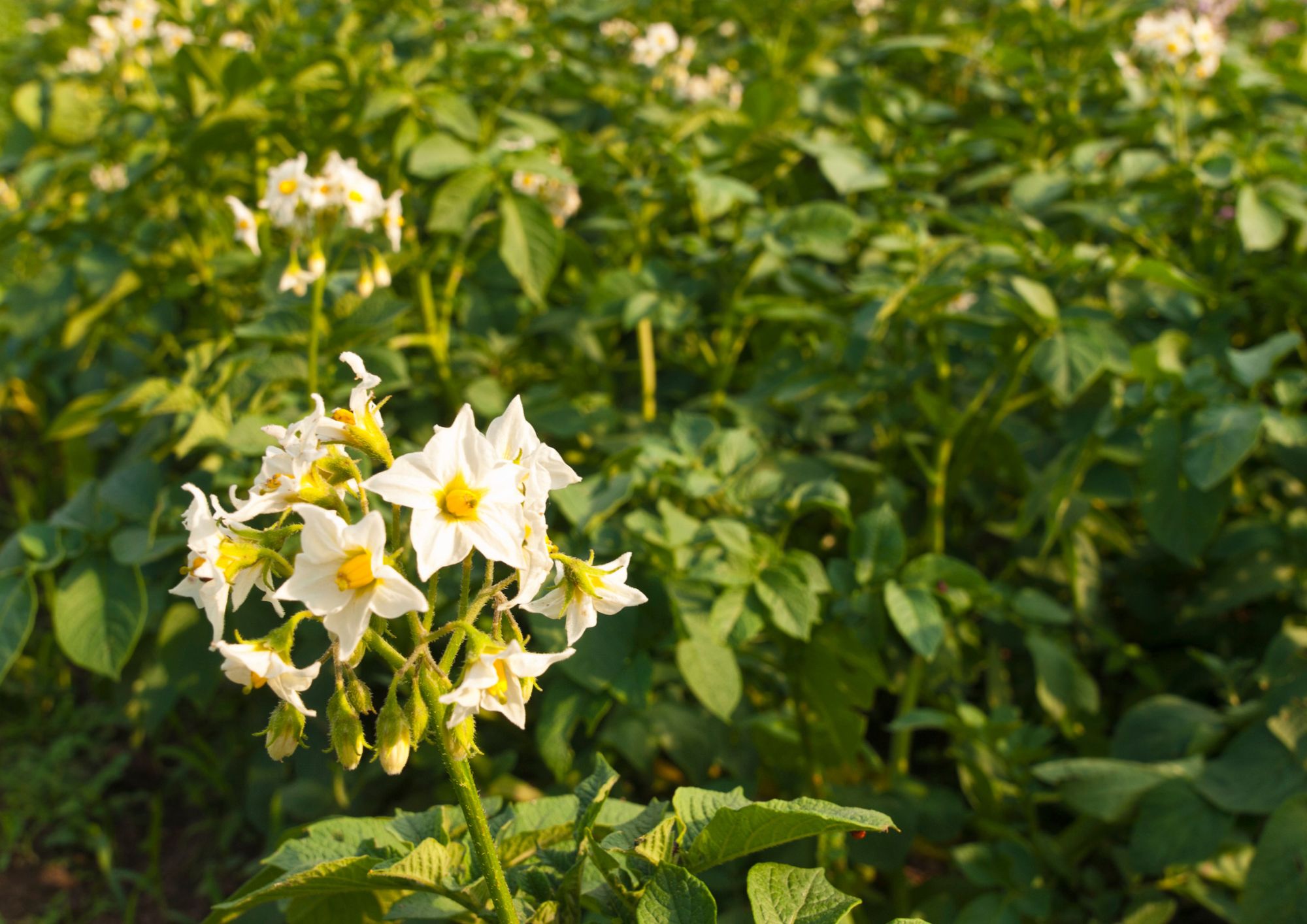 The value of biodiversity for Romagnoli F.lli