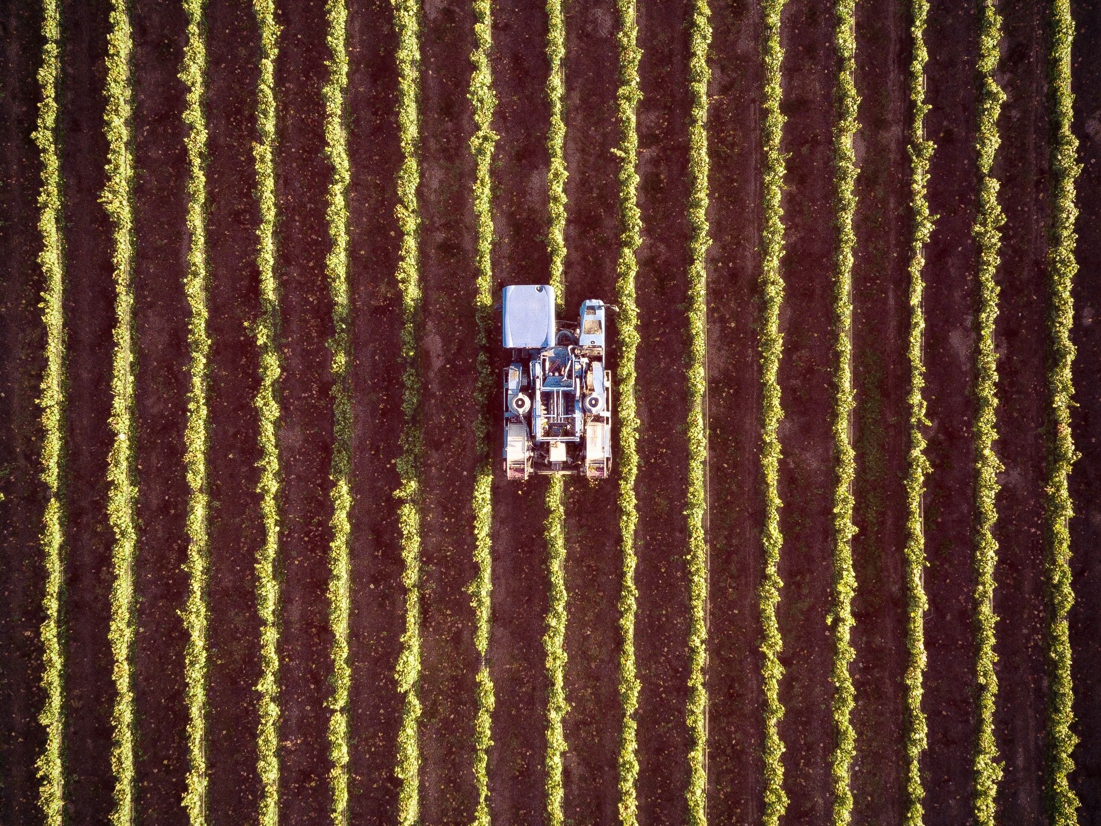 I giovani riscoprono il piacere di prendersi cura della terra