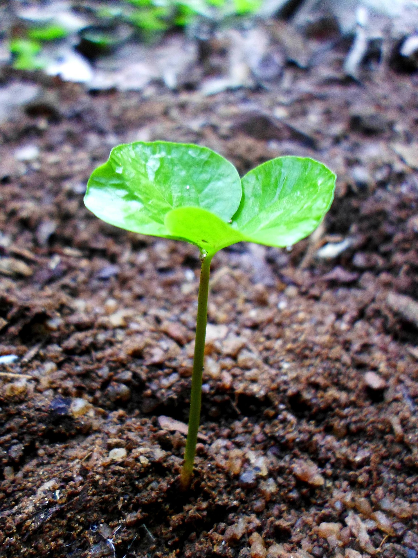 Prosegue l’impegno di Romagnoli F.lli Spa per l’agricoltura sostenibile