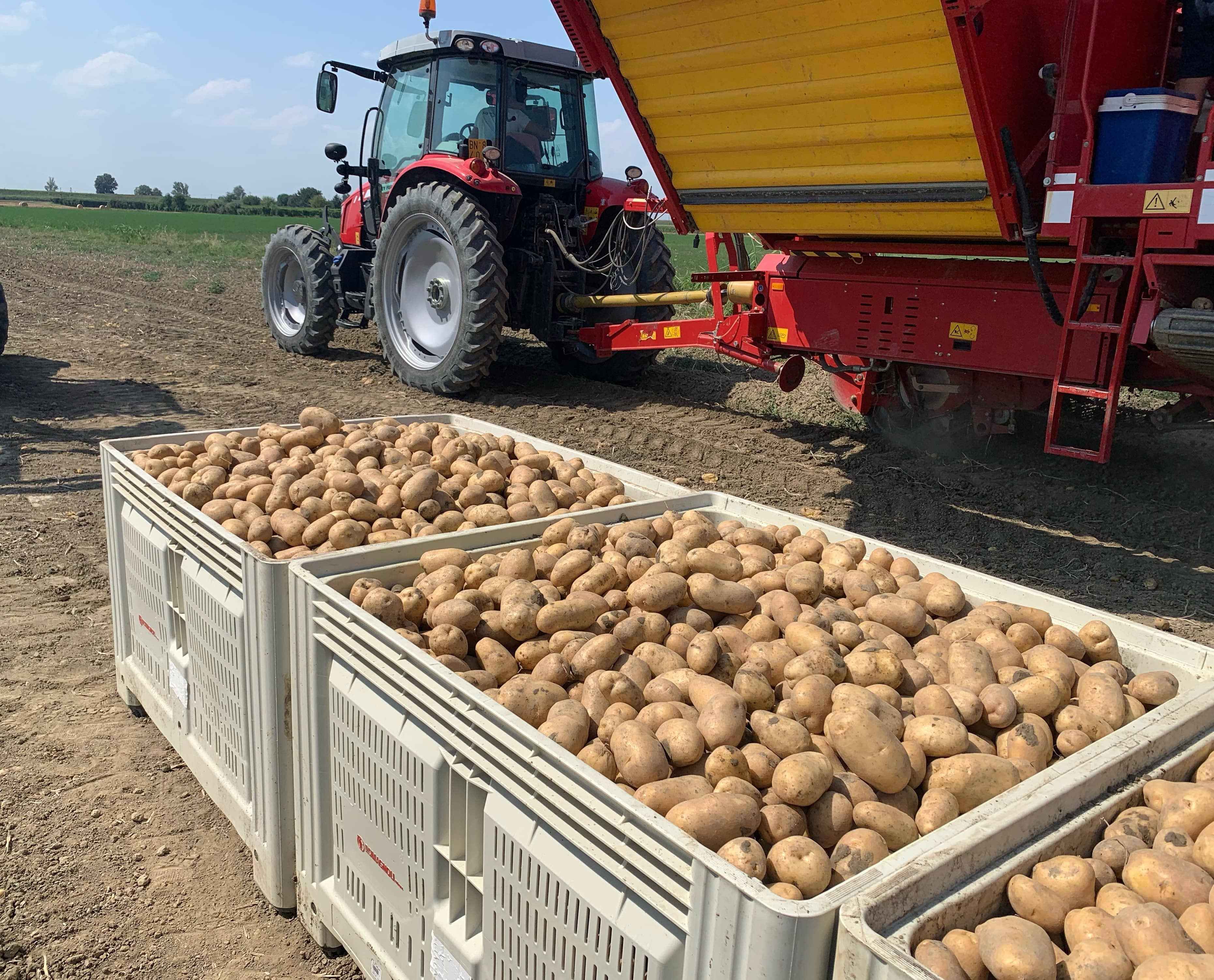 Annata positiva per le patate dell'Emilia-Romagna, modello per la filiera  italiana