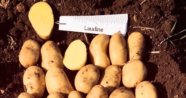 Apulia and Sicily welcome Laudine, a new potato variety by Romagnoli