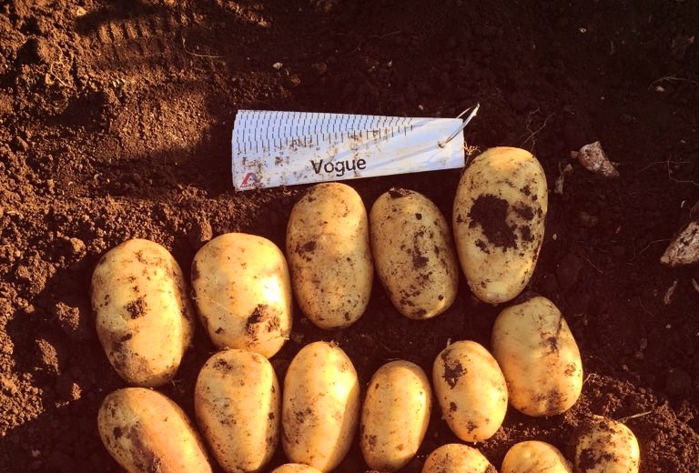 Planting of new potatoes begins in Sicily