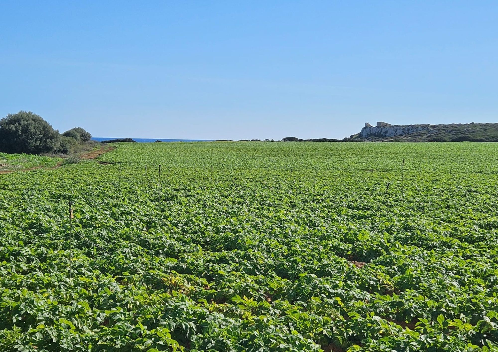 Sicilian New Potatoes