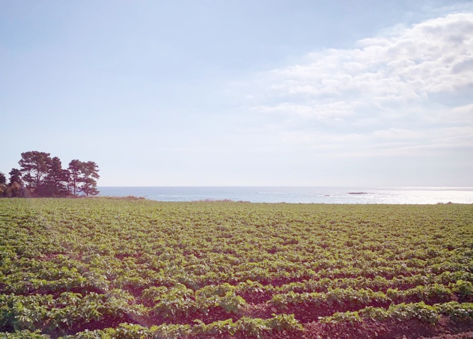 Sicilian new potatoes: updates from areas around Syracuse 