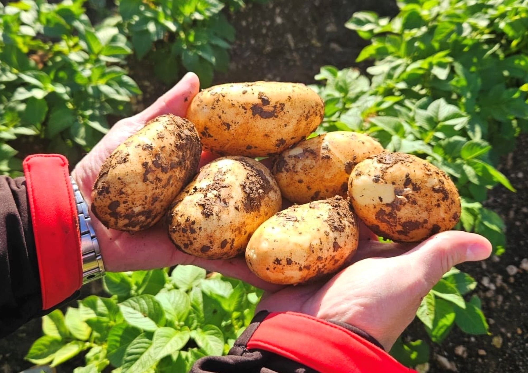 The new potato Sicilian supply chain