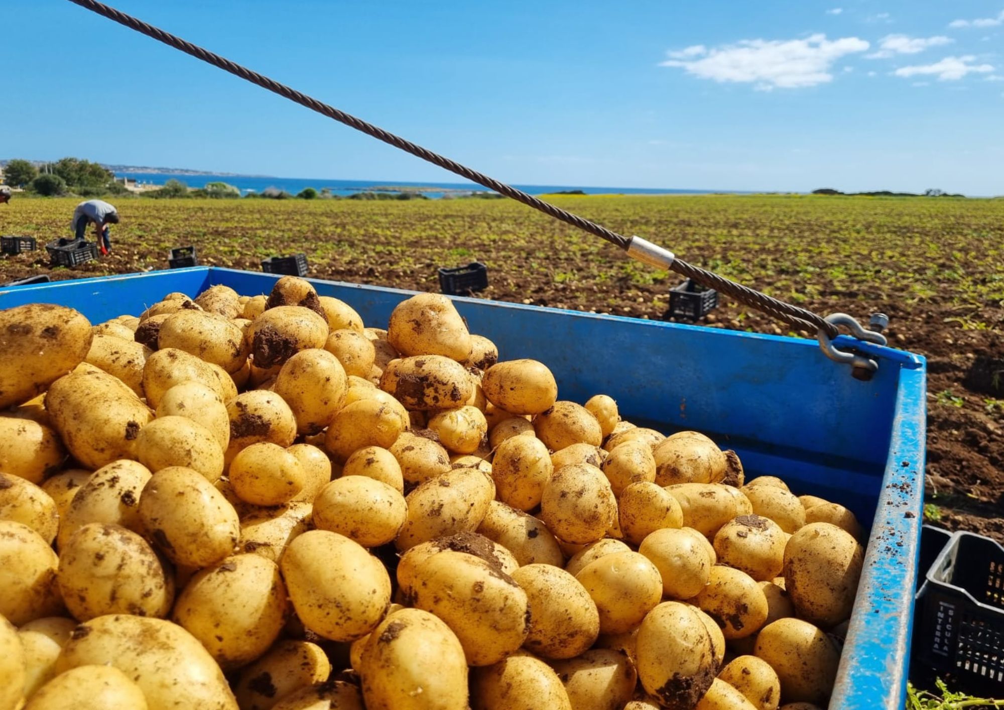 Patate Novelle, le primizie dell’orto