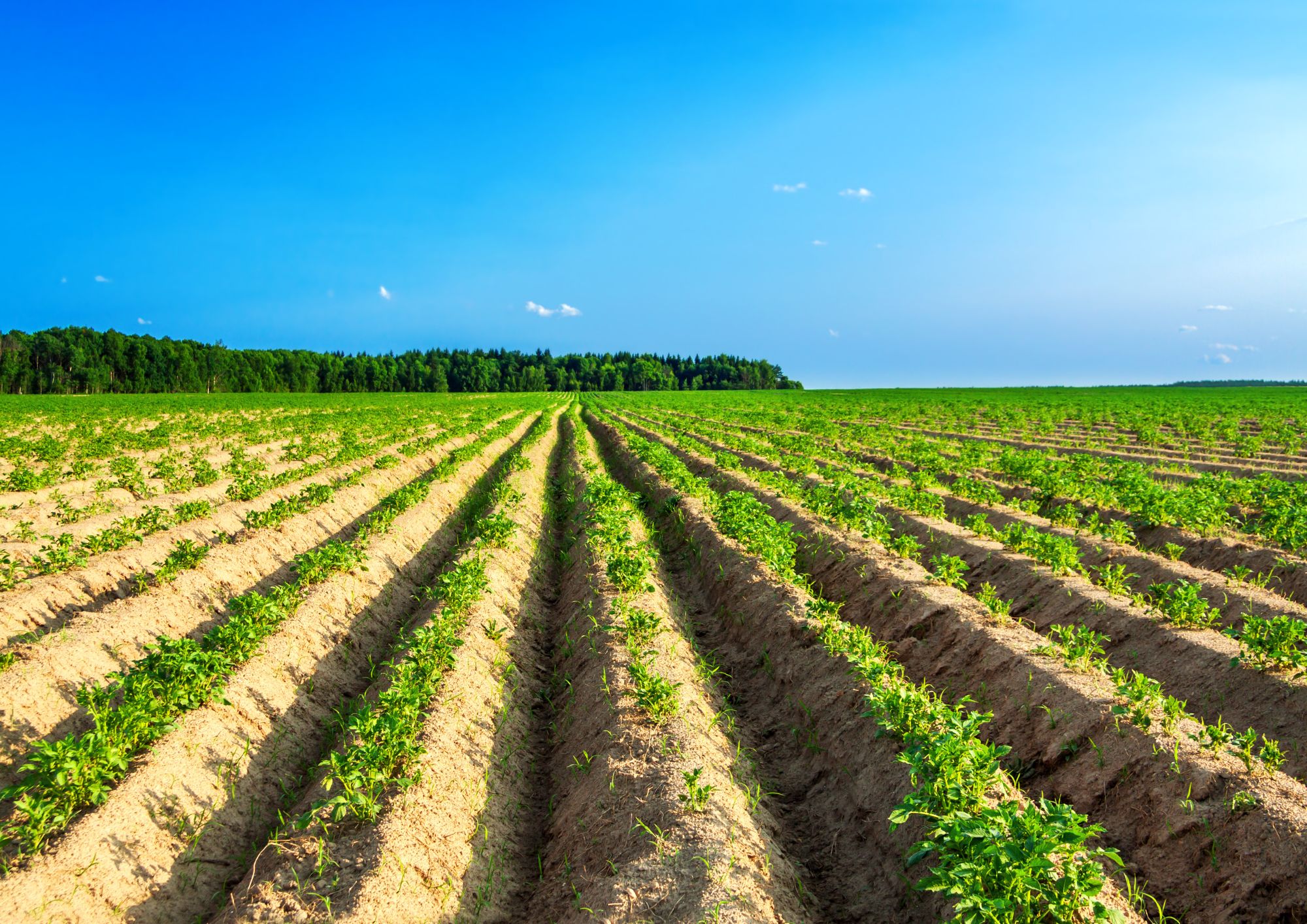 The potato, the queen of sustainability 