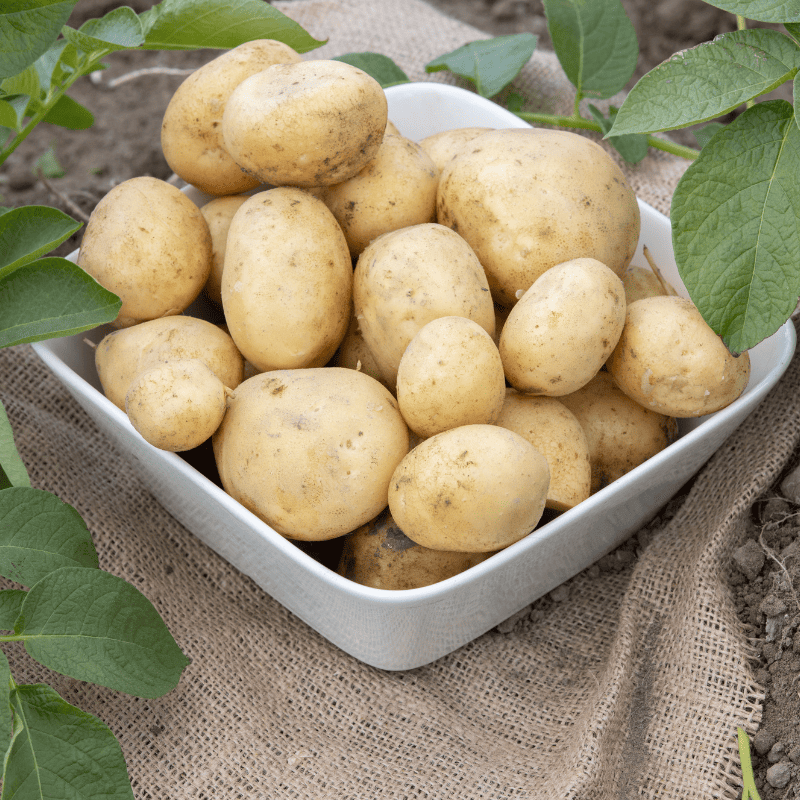 proprietà nutrizionali patate