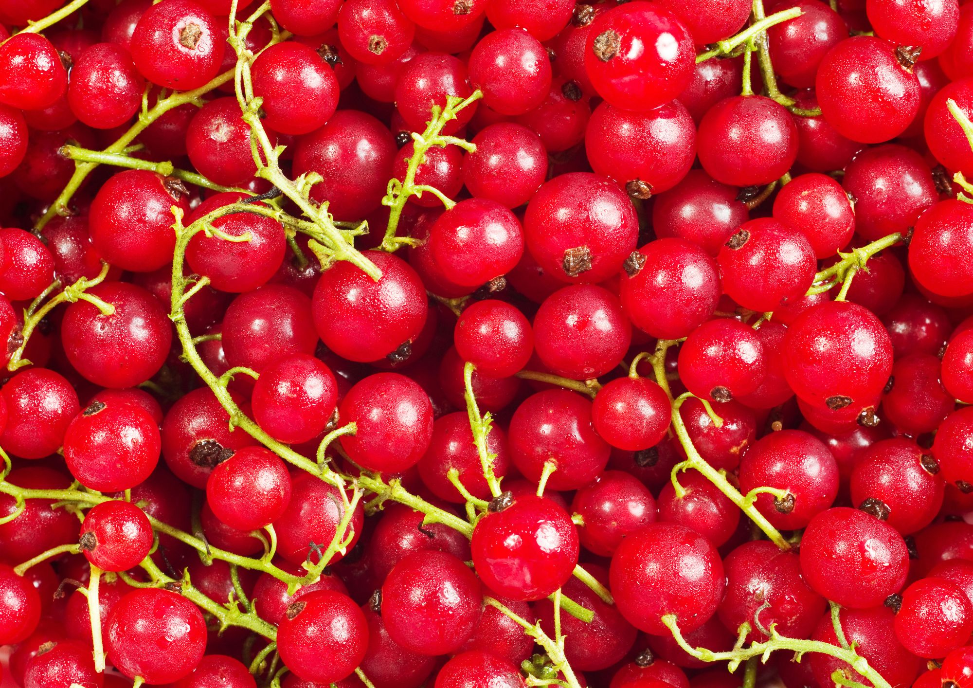 June: fruit and vegetables of the month 