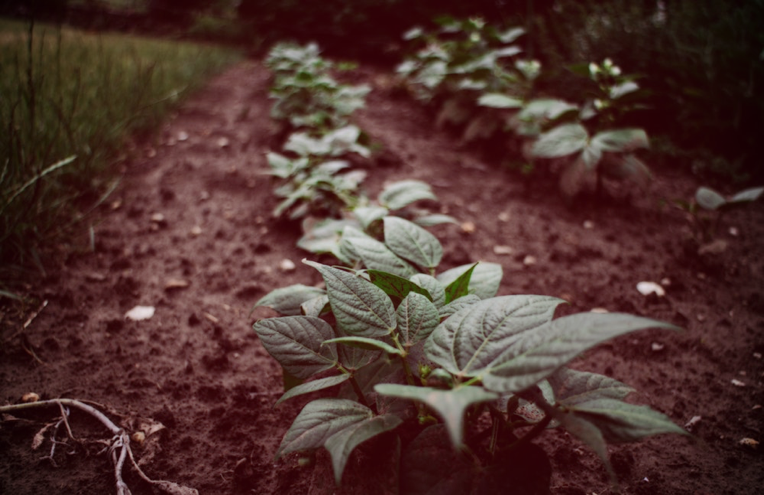 Six alternative potato uses