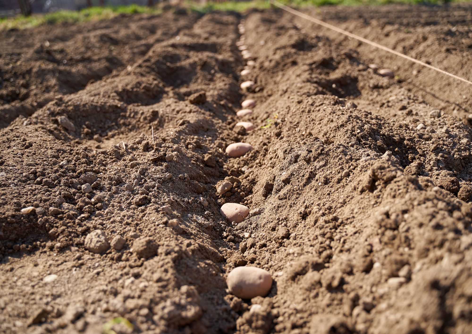 Perché piantare le patate a marzo