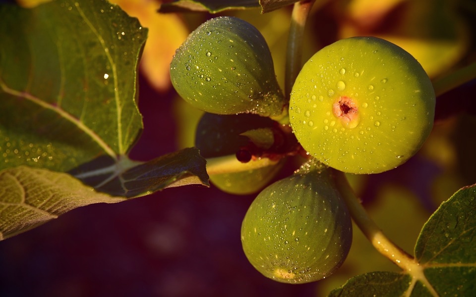 Tornare in forma dopo le vacanze con la frutta e la verdura del mese