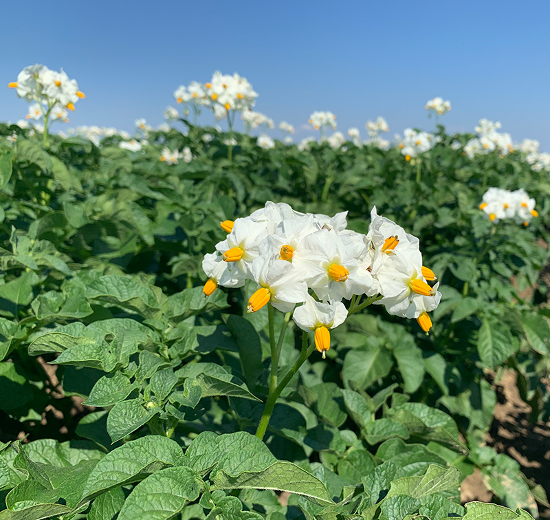 Romagnoli patate - Responsabilità ambientale