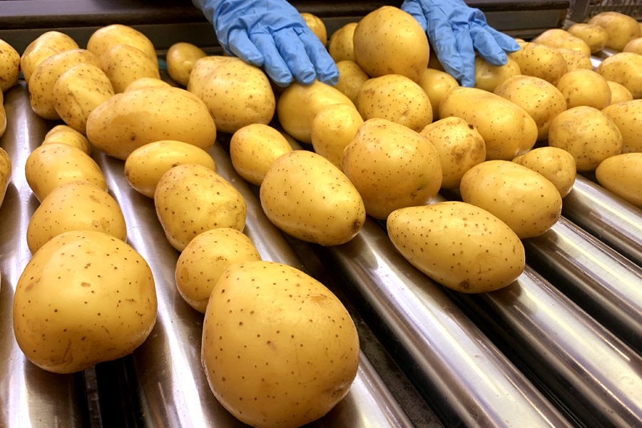 Romagnoli patate - sostenibilità