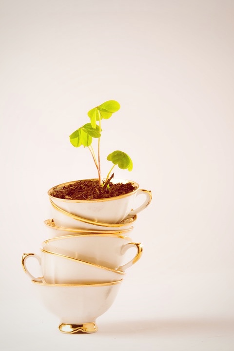 Potato crockery: the alternative to plastic