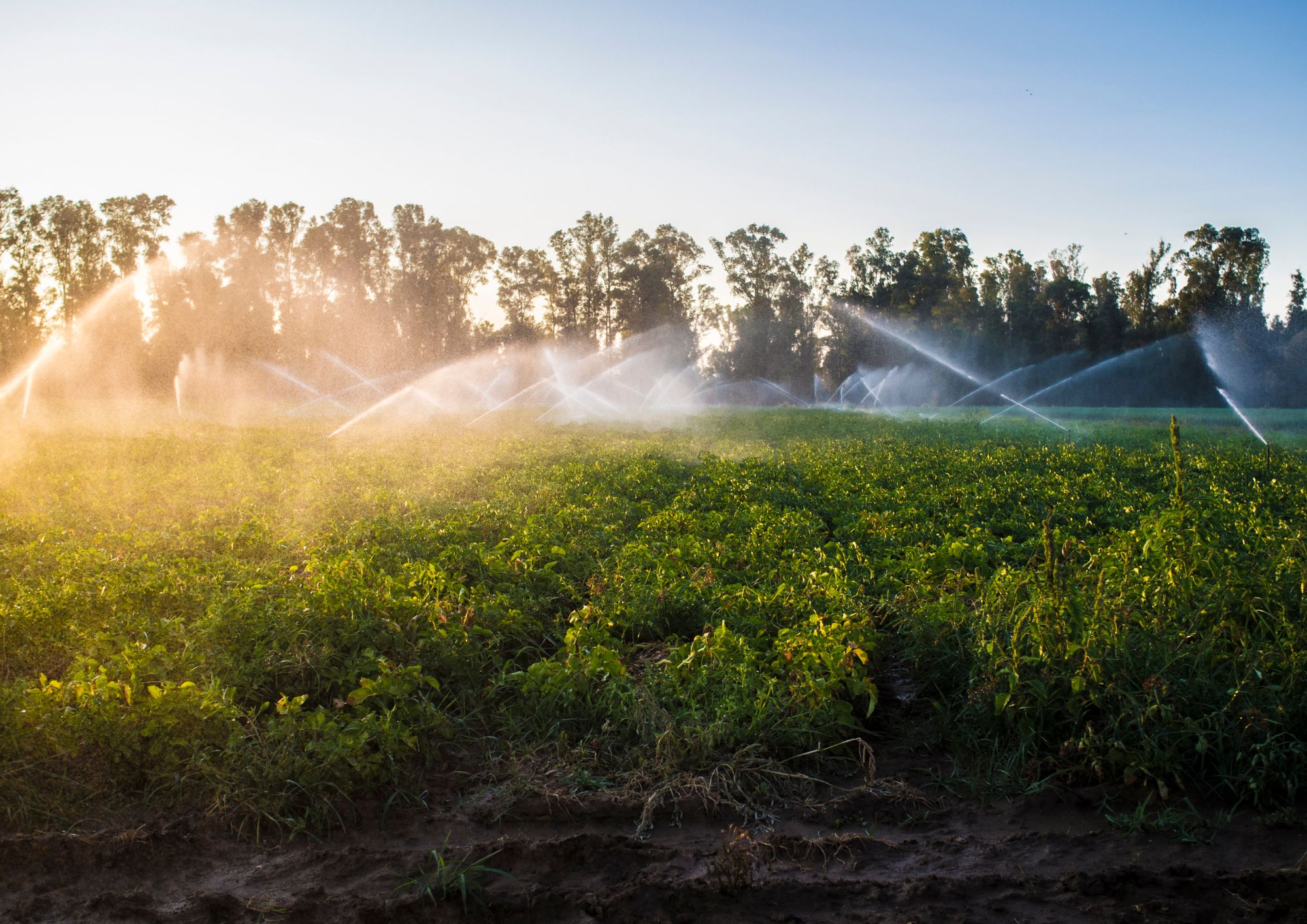 World Water Day: the sustainable use of water in agriculture 
