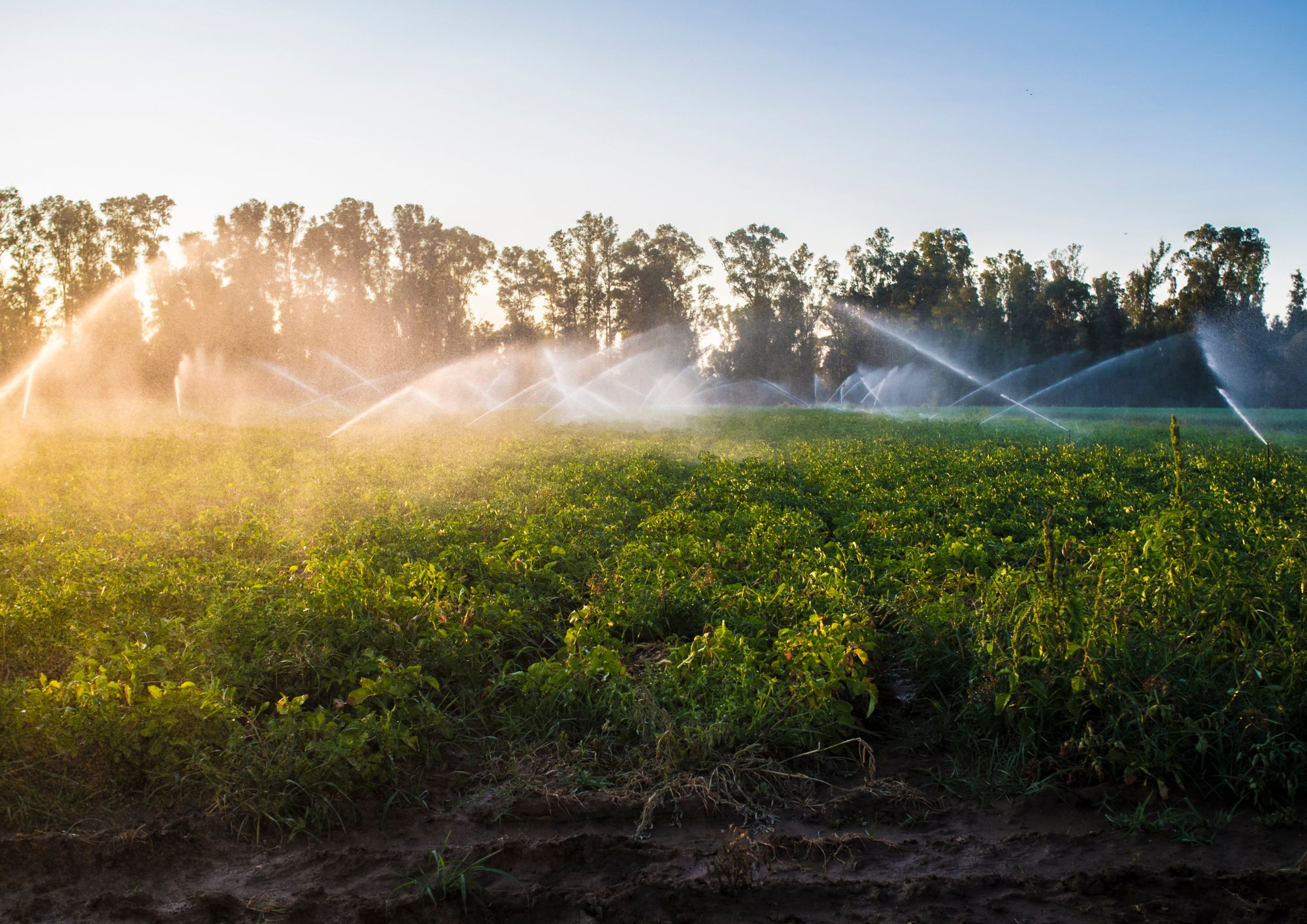 World Water Day: l’uso sostenibile dell’acqua in agricoltura