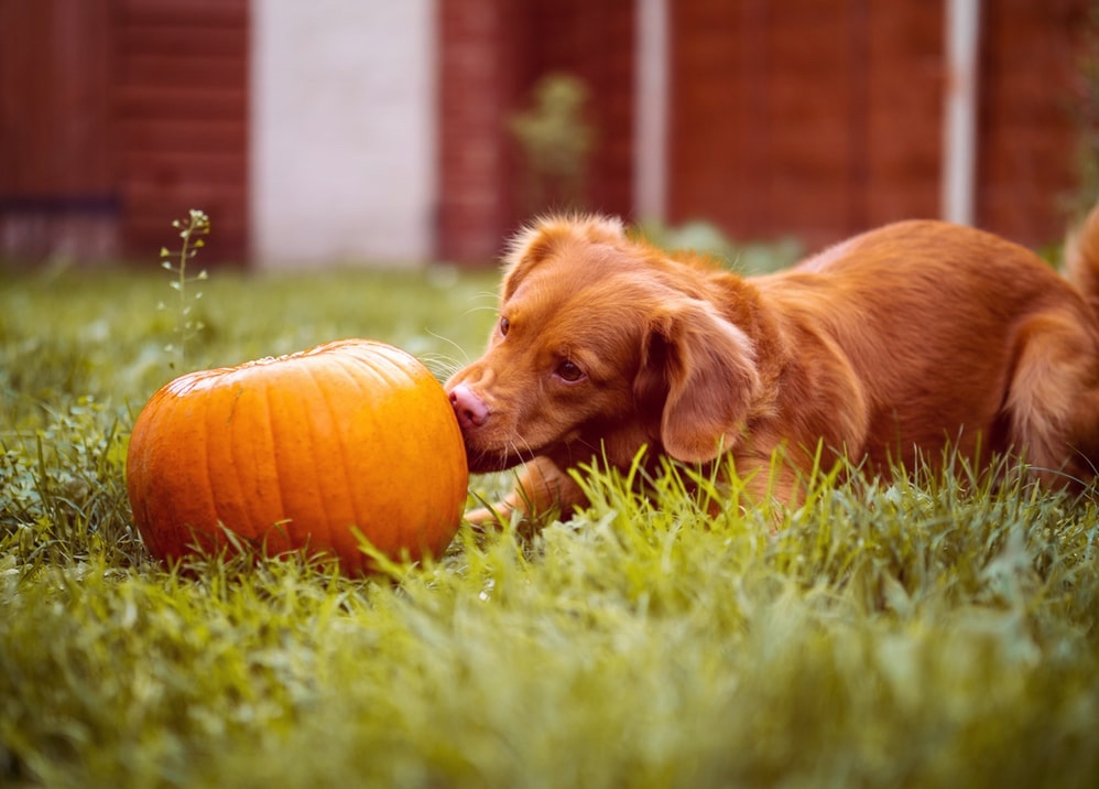 For our 4-legged friends: potatoes, tomatoes and other vegetables